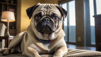 HQ,solo,looking at viewer,lying,indoors,blurry,collar,no humans,window,bed,depth of field,blurry background,animal,dog,realistic,lamp,animal focus,red collar,animal collar,brown eyes,closed mouth,chair