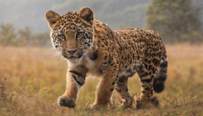 solo,looking at viewer,standing,full body,outdoors,sky,day,blurry,tree,no humans,depth of field,blurry background,animal,grass,nature,realistic,animal focus,tiger,field