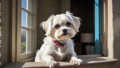 HQ,solo,looking at viewer,blue eyes,day,indoors,collar,no humans,window,animal,claws,dog,realistic,door,animal focus,open window,looking outside,sky,bell,watermark,desk,red collar,animal collar