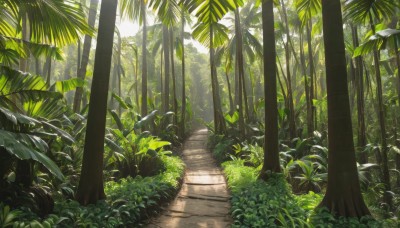 outdoors,day,tree,no humans,leaf,sunlight,grass,plant,nature,scenery,forest,bush,green theme,path,road