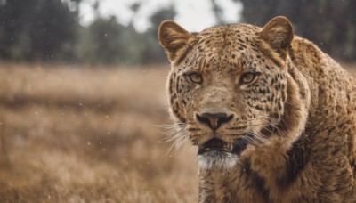 looking at viewer,closed mouth,outdoors,blurry,no humans,depth of field,blurry background,animal,grass,realistic,animal focus,whiskers,solo,yellow eyes,portrait,close-up,tiger