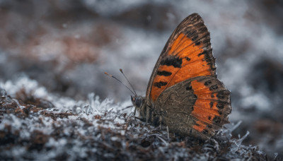 outdoors, wings, sky, cloud, blurry, no humans, cloudy sky, bug, butterfly, antennae