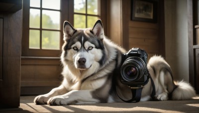 HQ,looking at viewer,day,indoors,no humans,window,animal,cat,colored sclera,dog,realistic,camera,animal focus,holding camera,yellow eyes,lying,signature,photo (object),wolf