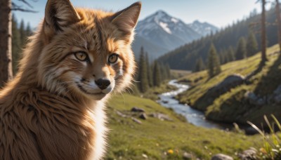 brown eyes,closed mouth,yellow eyes,outdoors,sky,day,signature,blurry,tree,no humans,depth of field,blurry background,animal,cat,grass,nature,scenery,rock,mountain,realistic,animal focus,river,whiskers,water,blue sky