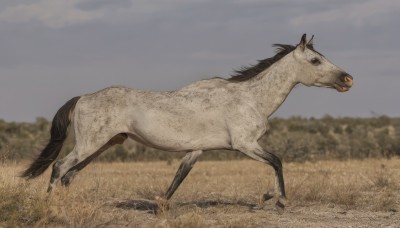 solo,full body,outdoors,sky,day,cloud,blurry,black eyes,from side,no humans,blurry background,animal,grass,realistic,field,animal focus,tree,cloudy sky,horse,grey sky