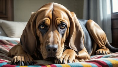 HQ,solo,looking at viewer,brown eyes,lying,indoors,blurry,pillow,no humans,window,bed,animal,on bed,on stomach,curtains,claws,dog,realistic,blanket,animal focus,whiskers,horror (theme),blue eyes,sunlight,under covers