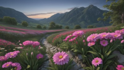 flower,outdoors,sky,day,cloud,tree,blue sky,no humans,grass,nature,scenery,pink flower,forest,rock,mountain,purple flower,field,flower field,landscape,mountainous horizon,plant,sunset,path