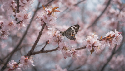 flower, outdoors, day, blurry, tree, no humans, depth of field, blurry background, bug, cherry blossoms, butterfly, scenery, branch, still life, spring (season)