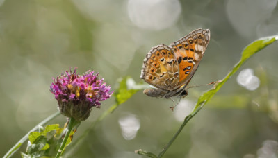 flower, outdoors, blurry, no humans, depth of field, blurry background, bug, flying, realistic