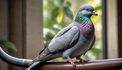 HQ,solo,red eyes,standing,tail,indoors,blurry,from side,no humans,window,depth of field,blurry background,bird,animal,feathers,plant,realistic,animal focus,talons,beak,pigeon,looking at viewer,open mouth,closed mouth,full body,leaf