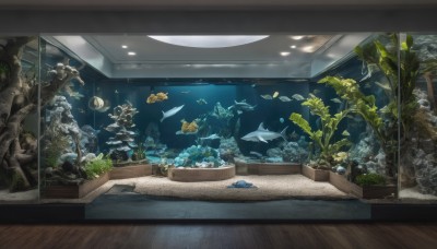 indoors,water,no humans,plant,scenery,fish,wooden floor,rock,underwater,coral,aquarium,seaweed,tree,letterboxed,potted plant,ceiling,ceiling light