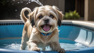 HQ,looking at viewer,open mouth,brown eyes,outdoors,tongue,tongue out,water,blurry,collar,no humans,depth of field,blurry background,animal,fangs,dog,realistic,pool,animal focus,splashing,hose,solo,standing,pokemon (creature),animal collar