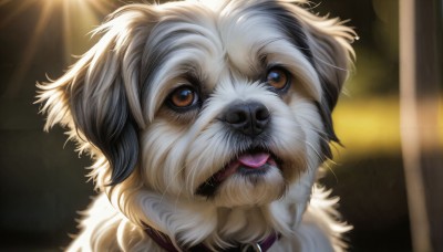 HQ,solo,looking at viewer,open mouth,brown eyes,tongue,tongue out,blurry,collar,no humans,blurry background,animal,sunlight,portrait,close-up,dog,light rays,realistic,animal focus,facial hair,cat,white fur,spotlight