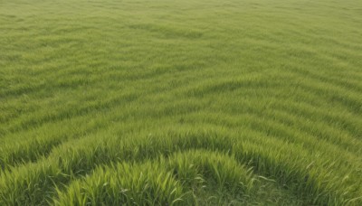 flower,outdoors,day,no humans,grass,nature,scenery,field,green theme,plant,road