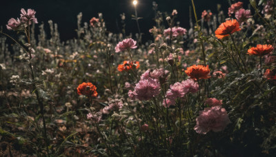 flower, outdoors, sky, blurry, no humans, night, depth of field, grass, plant, red flower, scenery, pink flower, still life