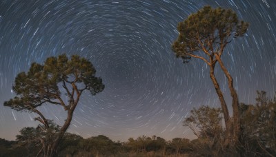 outdoors,sky,tree,no humans,night,grass,star (sky),nature,night sky,scenery,forest,starry sky,shooting star,cloud,star (symbol),plant,rain