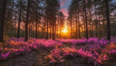 outdoors, sky, cloud, tree, dutch angle, no humans, sunlight, grass, nature, scenery, forest, sunset