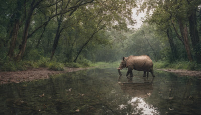 outdoors, day, tree, no humans, animal, sunlight, grass, nature, scenery, forest, road, horse