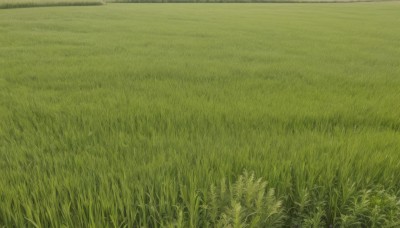 1girl,solo,flower,outdoors,day,no humans,grass,scenery,field,wide shot,sky,plant,green theme