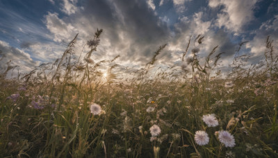 flower, outdoors, sky, day, cloud, tree, blue sky, no humans, cloudy sky, grass, scenery, field