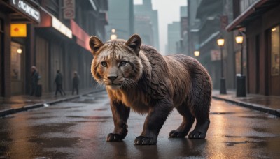 brown eyes,standing,outdoors,solo focus,day,blurry,no humans,depth of field,blurry background,animal,building,walking,rain,city,sign,realistic,road,animal focus,street,people,crosswalk,looking at viewer,scenery,multiple others,lamppost,tiger,oversized animal,alley,3others