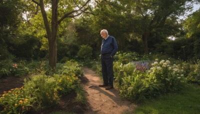 solo,short hair,shirt,long sleeves,1boy,standing,jacket,full body,flower,white hair,male focus,outdoors,japanese clothes,shoes,day,pants,kimono,tree,shadow,facial hair,brown footwear,black pants,sunlight,grass,plant,nature,scenery,beard,forest,hand in pocket,hands in pockets,road,bush,bald,wide shot,old,old man,path,looking at viewer,blue jacket