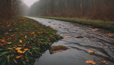 outdoors,day,blurry,tree,no humans,depth of field,leaf,sunlight,grass,nature,scenery,forest,rock,road,autumn leaves,autumn,path,bare tree,landscape