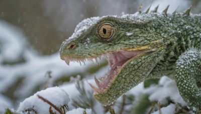 open mouth,yellow eyes,weapon,outdoors,teeth,blurry,from side,tree,no humans,depth of field,blurry background,animal,fangs,sharp teeth,polearm,snow,monster,snowing,snake,scales,grey sky,oversized animal,flower,slit pupils,nature,spikes,colored sclera,dragon,animal focus,dinosaur