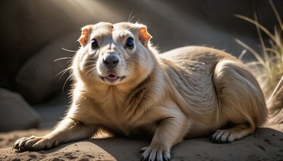 HQ,solo,looking at viewer,open mouth,blue eyes,full body,lying,pillow,no humans,animal,sunlight,cat,grass,claws,light rays,realistic,animal focus,white fur,whiskers,signature,blurry,blurry background,on stomach,rock