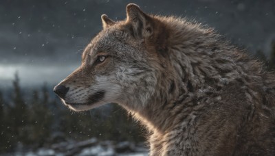 solo,closed mouth,outdoors,sky,signature,blurry,black eyes,from side,tree,no humans,profile,depth of field,blurry background,animal,looking up,nature,snow,snowing,realistic,animal focus,wolf,whiskers,portrait,close-up,winter