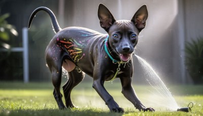 HQ,solo,looking at viewer,open mouth,blue eyes,tail,full body,outdoors,day,tongue,tongue out,blurry,collar,no humans,depth of field,blurry background,animal,grass,bug,plant,realistic,leash,animal focus,mouse,standing,signature,water,saliva,dog,hose