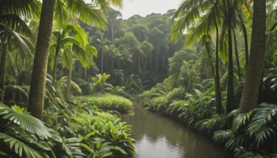 flower,outdoors,day,water,tree,no humans,leaf,sunlight,grass,plant,nature,scenery,forest,reflection,palm tree,bush,green theme,sky,landscape