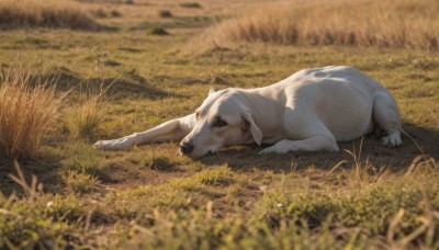 solo,outdoors,lying,day,blurry,no humans,depth of field,blurry background,animal,on side,grass,on stomach,nature,scenery,dog,realistic,field,animal focus,full body,mouth hold