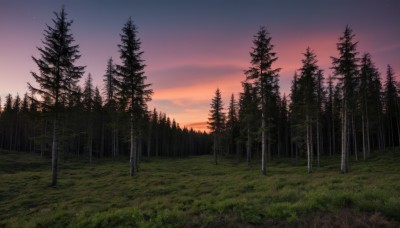 outdoors,sky,cloud,tree,no humans,night,grass,star (sky),nature,night sky,scenery,forest,starry sky,sunset,twilight,landscape,gradient sky,purple sky,cloudy sky