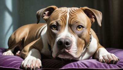 HQ,solo,looking at viewer,closed mouth,full body,yellow eyes,lying,indoors,blurry,collar,pillow,no humans,bed,blurry background,bed sheet,animal,on bed,on stomach,claws,dog,realistic,animal focus,horror (theme),brown eyes,teeth