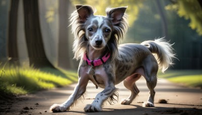 HQ,solo,looking at viewer,blue eyes,standing,full body,outdoors,day,blurry,collar,tree,no humans,depth of field,blurry background,animal,sunlight,grass,nature,forest,dog,realistic,road,animal focus,signature,watermark,web address,claws,walking,leash,bush,animal collar