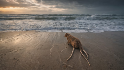 outdoors, sky, cloud, water, no humans, ocean, animal, beach, cloudy sky, scenery, sunset, realistic, sand, horizon, waves, shore