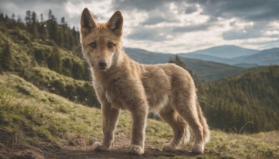 solo,looking at viewer,outdoors,sky,day,cloud,signature,blurry,black eyes,tree,no humans,depth of field,blurry background,animal,cloudy sky,grass,nature,scenery,forest,dog,mountain,realistic,animal focus,standing,blue sky