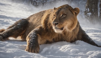 brown eyes,closed mouth,outdoors,lying,tree,no humans,animal,on side,on stomach,nature,claws,snow,snowing,realistic,animal focus,winter,bear,tusks,day,signature,blurry