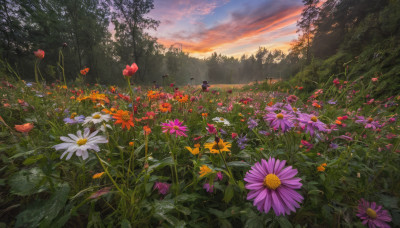 flower, outdoors, sky, cloud, tree, no humans, grass, white flower, nature, scenery, forest, sunset, purple flower, field, landscape