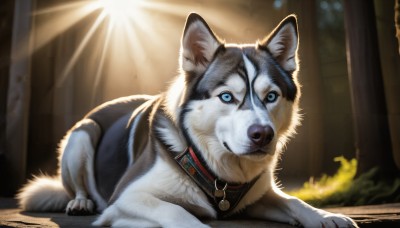 HQ,looking at viewer,blue eyes,collar,no humans,animal,sunlight,cat,fire,dog,light rays,realistic,animal focus,solo,lying,signature,military,on stomach,animal collar