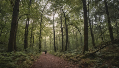 outdoors, day, tree, no humans, sunlight, grass, nature, scenery, forest, road, path