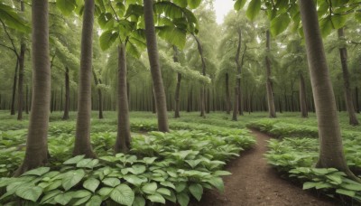 outdoors,day,tree,dutch angle,no humans,leaf,sunlight,grass,plant,nature,scenery,forest,road,bush,green theme,path,landscape