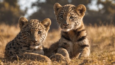 looking at viewer,sitting,closed mouth,outdoors,day,signature,blurry,no humans,depth of field,blurry background,animal,grass,nature,realistic,animal focus,tiger