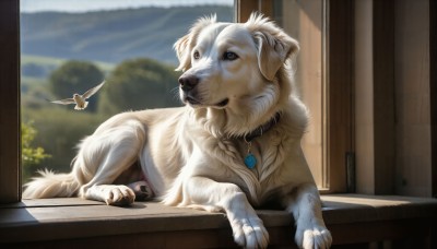 HQ,jewelry,day,indoors,blurry,collar,tree,no humans,window,bird,animal,dog,realistic,animal focus,solo,brown eyes,outdoors,sky,cloud,signature,necklace,blurry background,pendant,door,animal collar