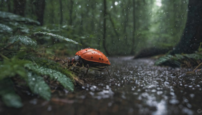 flower, outdoors, blurry, tree, no humans, depth of field, animal, bug, nature, scenery, forest