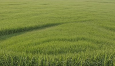 outdoors,day,no humans,grass,nature,scenery,field,green theme,plant,road