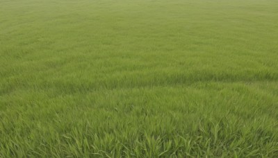 outdoors,day,no humans,traditional media,grass,nature,scenery,field,green theme,plant,road