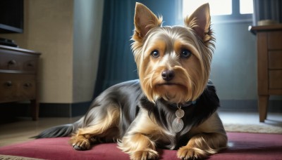 HQ,solo,looking at viewer,blue eyes,full body,indoors,collar,no humans,window,animal,curtains,dog,realistic,animal focus,brown eyes,jewelry,closed mouth,lying,day,necklace,blurry,on stomach,wooden floor,animal collar,carpet,rug