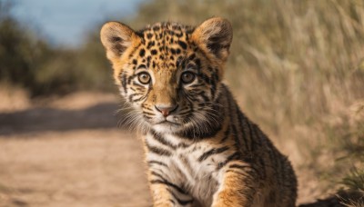 solo,looking at viewer,closed mouth,outdoors,day,signature,blurry,black eyes,tree,no humans,depth of field,blurry background,animal,cat,nature,realistic,animal focus,whiskers,tiger,brown eyes,sky